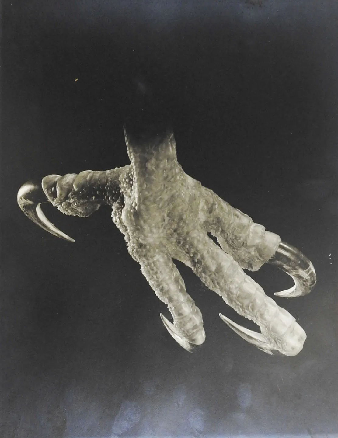 Joe Clark Photograph of Eagle Claw