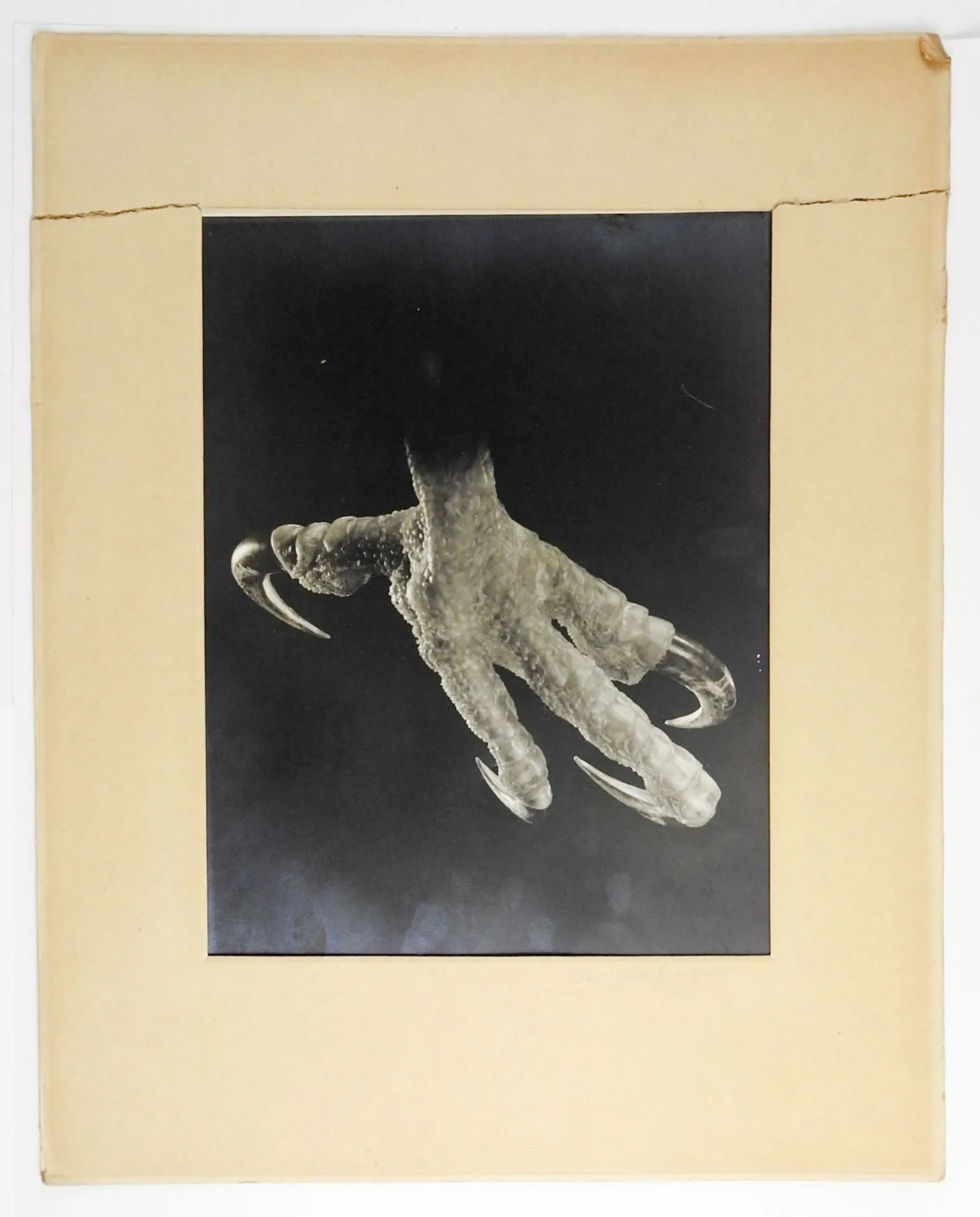 Joe Clark Photograph of Eagle Claw